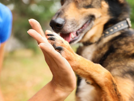 Dog days of Summer 🐾