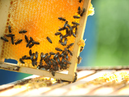 Lawdy Beeee, what in the.....?