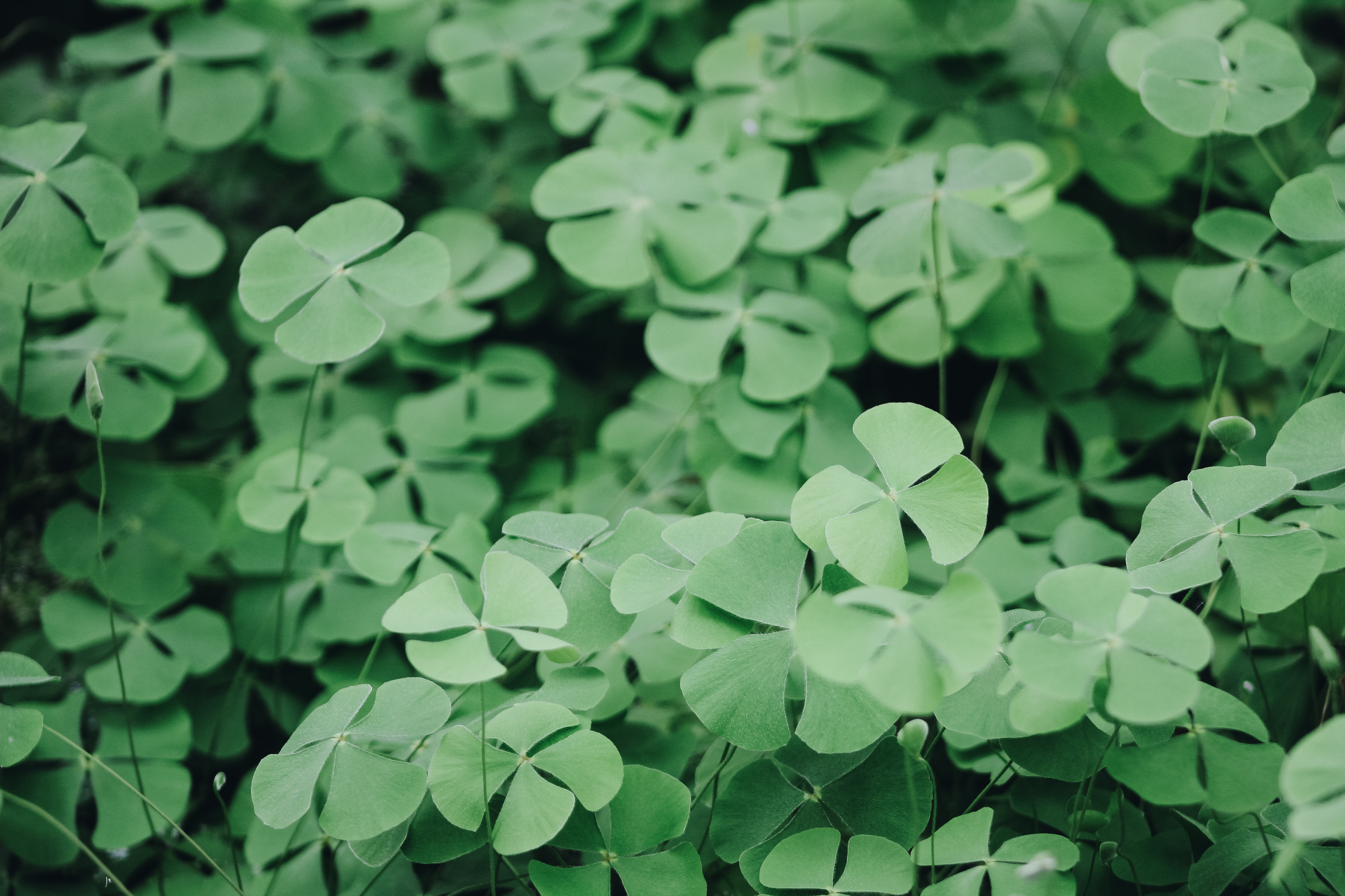 May the road rise to meet you. May the wind be at your back. May the sun shine upon your face today.