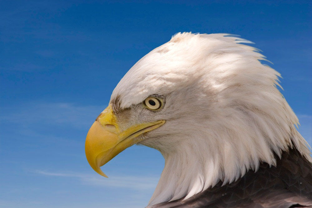 Eagle players & fans are flying high 🦅