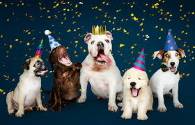 Dogs with party hats