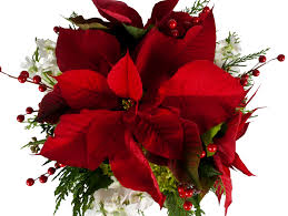Poinsettia