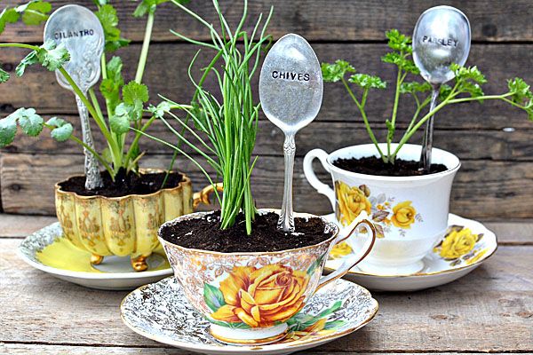 Herbs planted in teacups